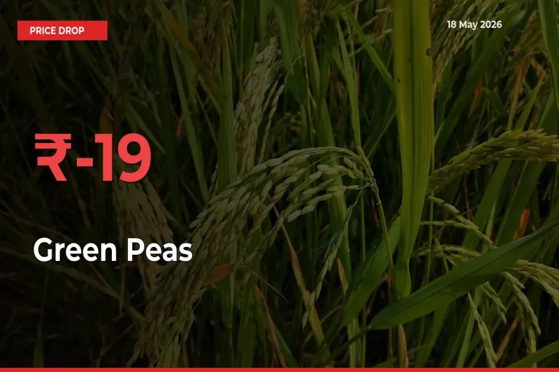 Why Green Peas Prices Fell 19.1% in a Day at Mandis