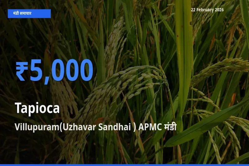 टॉप मंडी बना Villupuram(Uzhavar Sandhai ) APMC! Tapioca के सबसे ऊँचे दाम यहीं दर्ज