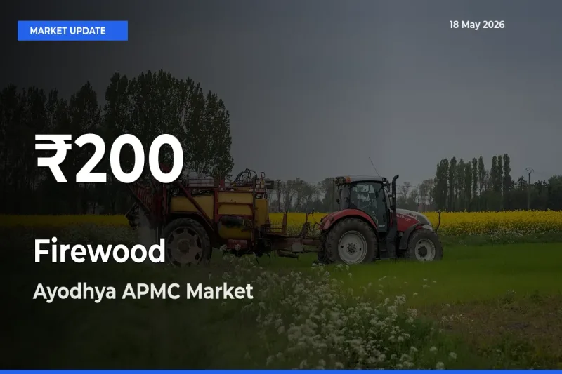 Sharp Fall! Firewood Prices Drop to 30-Day Low in Ayodhya APMC