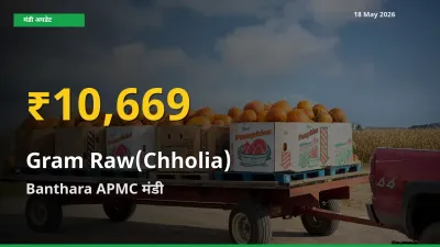 हरा चना (छोलिया) के दामों में रिकॉर्ड तेज़ी, Banthara APMC