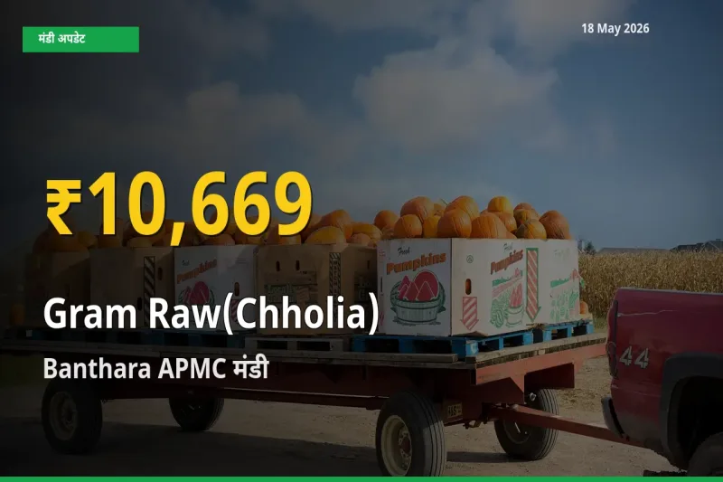 हरा चना (छोलिया) के दामों में रिकॉर्ड तेज़ी, Banthara APMC