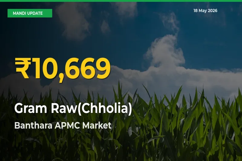 Banthara APMC Leads as Gram Raw(Chholia) Hits Highest Rate – May 18 Update