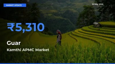 Kamthi APMC Tops Guar Rates – May 18 Market Update