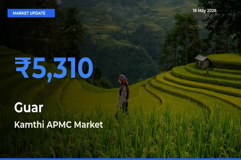 Kamthi APMC Tops Guar Rates – May 18 Market Update