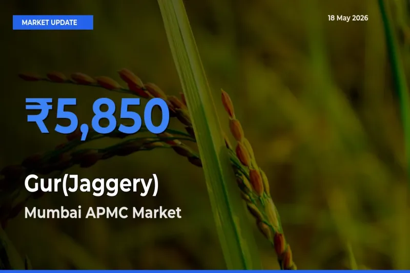Market Watch: Mumbai APMC Becomes Top Mandi for Gur(Jaggery)