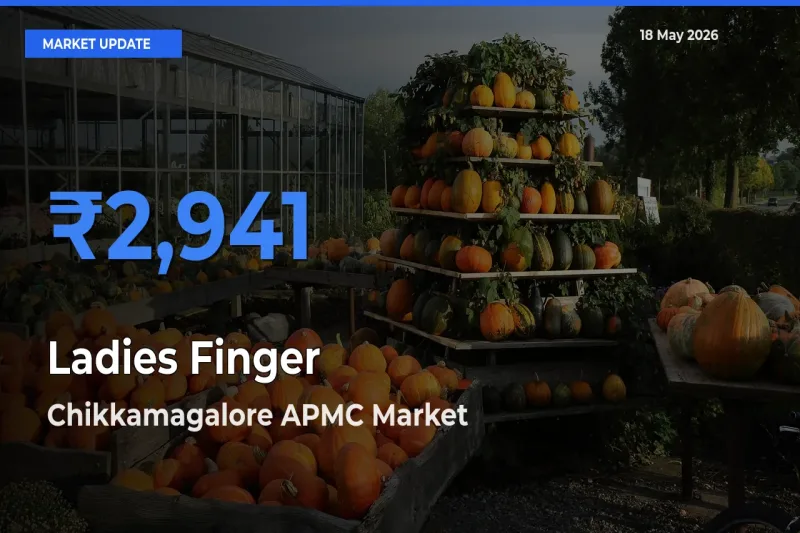 Chikkamagalore APMC Tops Ladies Finger Rates – May 18 Market Update