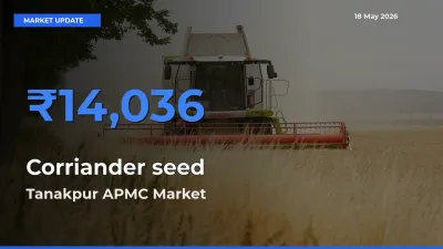 Top Performer! Tanakpur APMC Offers Best Corriander seed Price Today