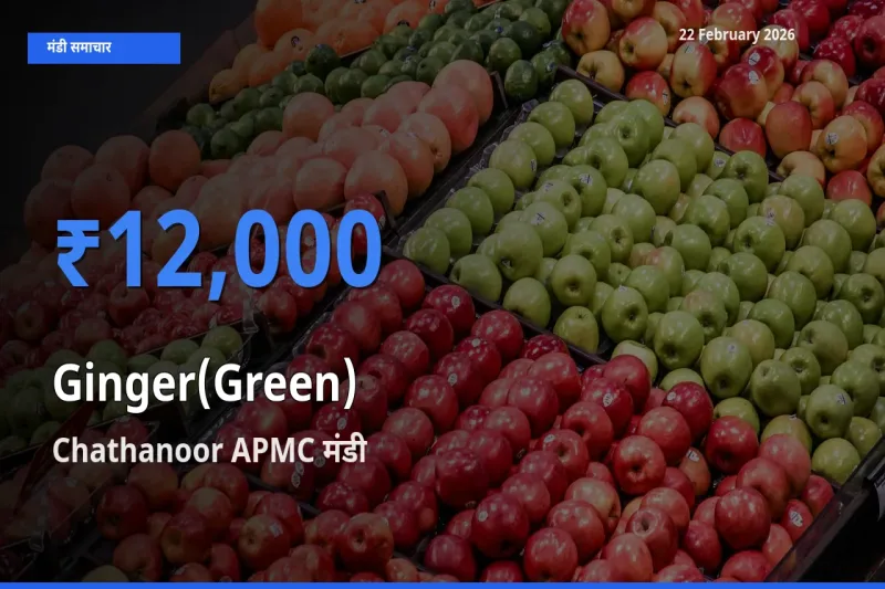 किसानों की पसंद बना Chathanoor APMC, Ginger(Green) के सबसे अच्छे दाम