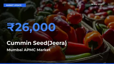 Top Performer! Mumbai APMC Offers Best Cummin Seed(Jeera) Price Today