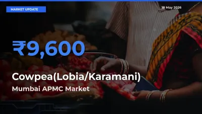 Mumbai APMC Tops Cowpea(Lobia/Karamani) Rates – May 18 Market Update