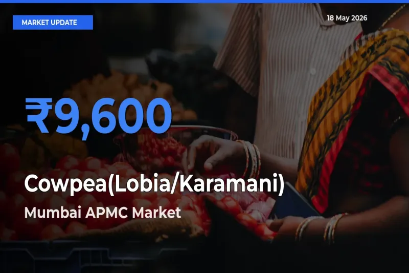 Mumbai APMC Tops Cowpea(Lobia/Karamani) Rates – May 18 Market Update