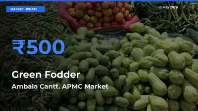 Ambala Cantt. APMC Leads as Top Mandi for Green Fodder Prices