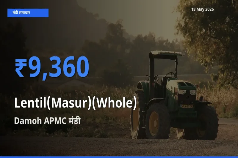 टॉप मंडी बना Damoh APMC! मसूर दाल (साबुत) के सबसे ऊँचे दाम यहीं दर्ज