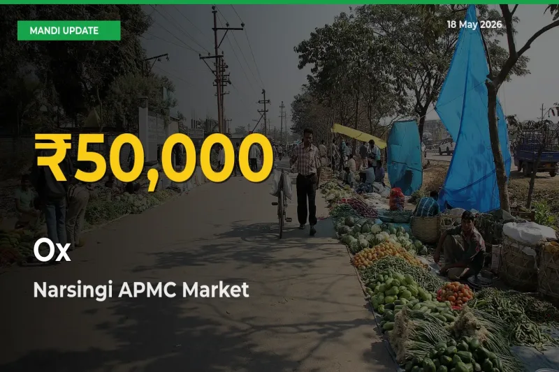Ox Price Hits New High in Narsingi APMC Today – Check Latest Mandi Rates