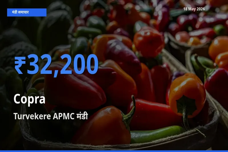 Turvekere APMC मंडी में सूखा नारियल ₹32,200 पर पहुँचा – आज का सर्वोच्च भाव
