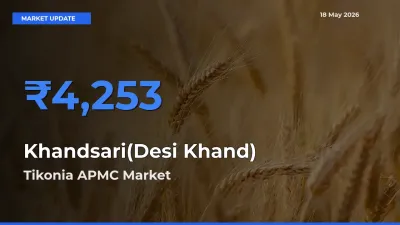Top Performer! Tikonia APMC Offers Best Khandsari(Desi Khand) Price Today