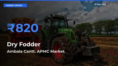 Top Performer! Ambala Cantt. APMC Offers Best Dry Fodder Price Today