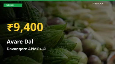 किसानों के लिए खुशखबरी! Davangere APMC में लोबिया दाल के दाम रिकॉर्ड स्तर पर