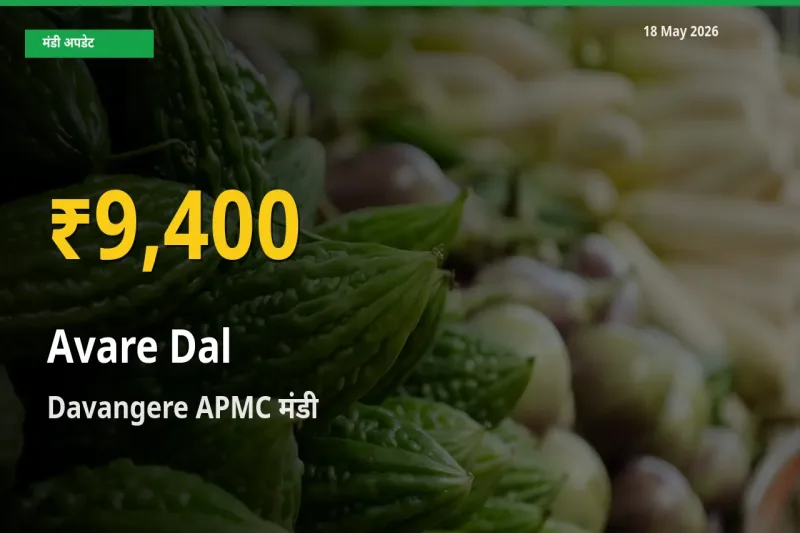 किसानों के लिए खुशखबरी! Davangere APMC में लोबिया दाल के दाम रिकॉर्ड स्तर पर