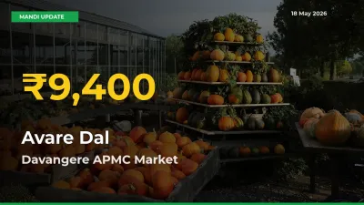 Avare Dal Hits Fresh High in Davangere APMC Today