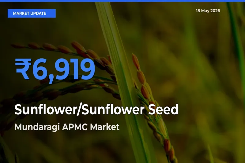 Mundaragi APMC Offers ₹6,919 – Highest Sunflower/Sunflower Seed Rate Today