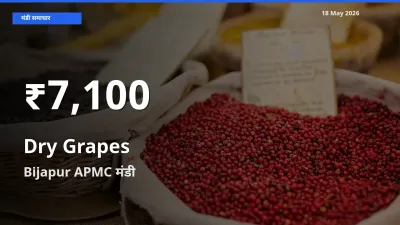 Bijapur APMC में किशमिश ₹7,100 पर गिरा – 30 दिन का न्यूनतम भाव