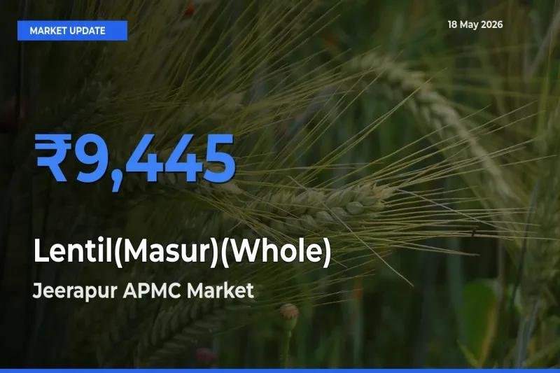 Lentil(Masur)(Whole) Mandi Rate Today: Jeerapur APMC Tops the List