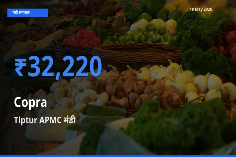 आज का मंडी भाव: सूखा नारियल के सबसे ज़्यादा दाम Tiptur APMC में