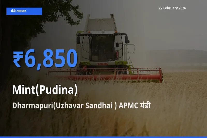 आज Mint(Pudina) के सबसे ऊँचे दाम ₹6,850 Dharmapuri(Uzhavar Sandhai ) APMC मंडी में