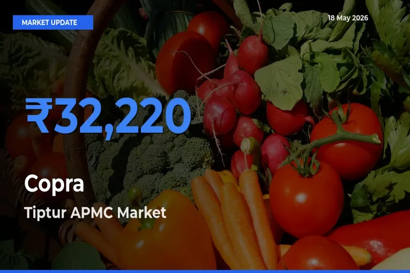 Market Watch: Tiptur APMC Becomes Top Mandi for Copra