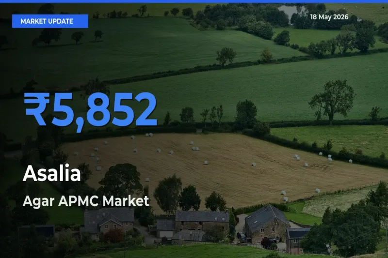 Agar APMC Records Highest ₹5,852 Rate for Asalia