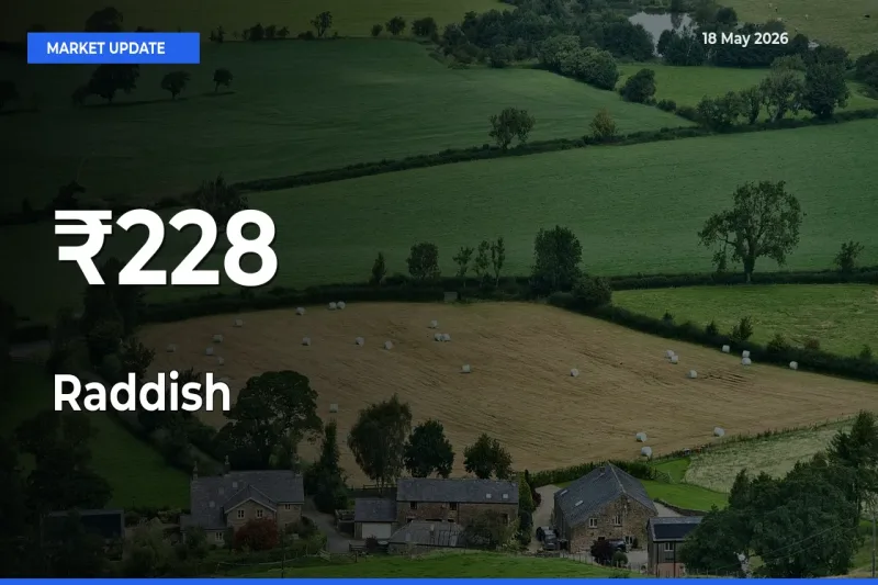 Multi-Mandi Trend Emerges as Raddish Prices Shift Across Key Markets