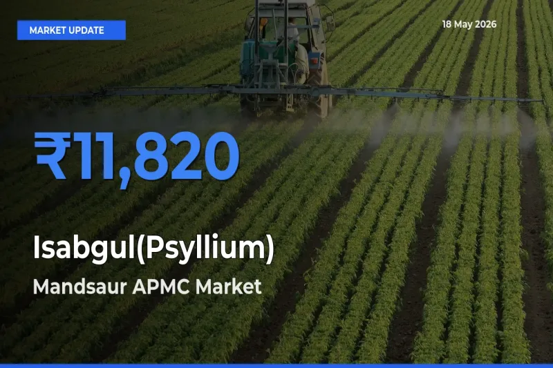 Mandsaur APMC Emerges as Top Mandi for Isabgul(Psyllium) Prices Today
