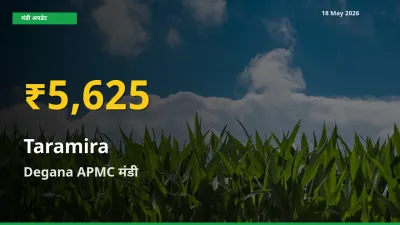 आज Degana APMC में तारामीरा के दाम रिकॉर्ड स्तर पर, ताज़ा मंडी भाव जानें