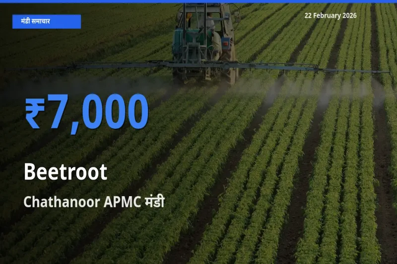 आज Beetroot के सबसे ज़्यादा दाम Chathanoor APMC मंडी में दर्ज