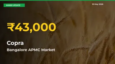 Copra Hits Fresh High in Bangalore APMC Today