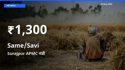 सामा के दामों में गिरावट, Surajpur APMC में 30 दिन का न्यूनतम भाव