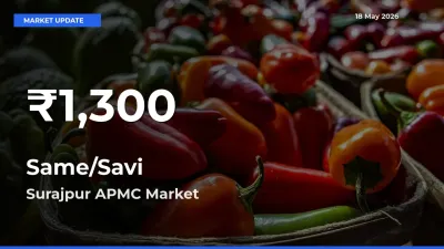 Farmers Concerned as Same/Savi Hits 30-Day Low in Surajpur APMC
