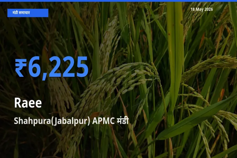 आज राई के सबसे ज़्यादा दाम Shahpura(Jabalpur) APMC मंडी में दर्ज