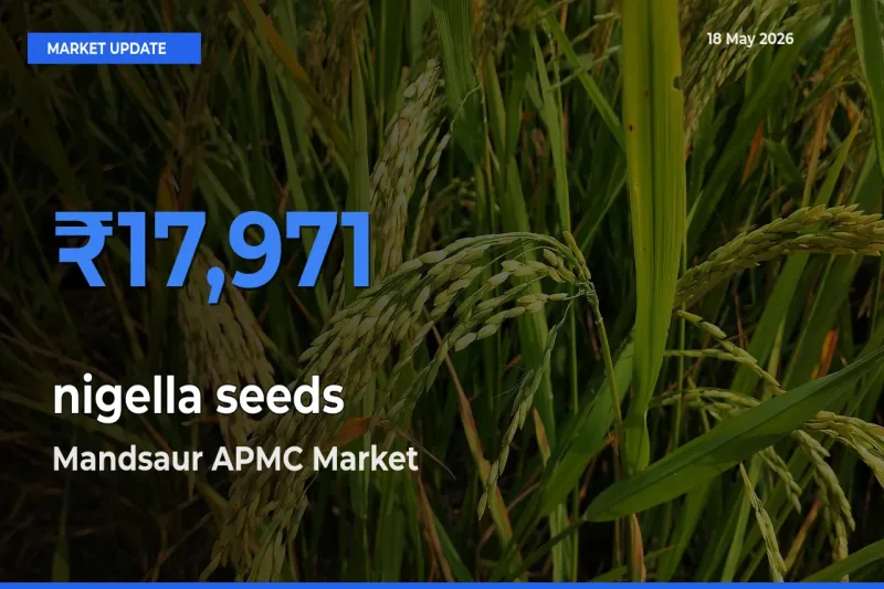 Mandsaur APMC Tops nigella seeds Mandi Rates Today
