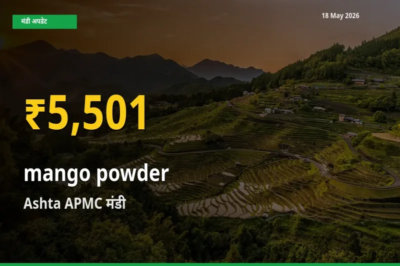 Ashta APMC में अमचूर पाउडर ₹5,501 पर पहुँचा – अब तक का उच्चतम भाव
