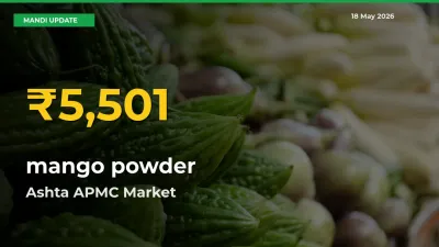 mango powder Price Rally Continues – Ashta APMC Hits Fresh High Today