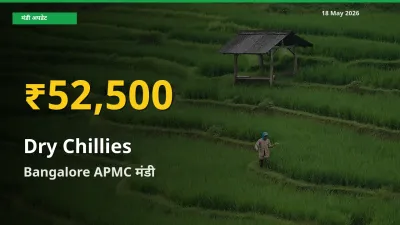 18 May अपडेट: Bangalore APMC में सूखी लाल मिर्च के दाम रिकॉर्ड स्तर पर