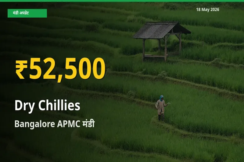 18 May अपडेट: Bangalore APMC में सूखी लाल मिर्च के दाम रिकॉर्ड स्तर पर