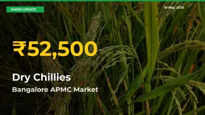 Dry Chillies Mandi Rate Surges Today in Bangalore APMC – Highest Level in 30 Days