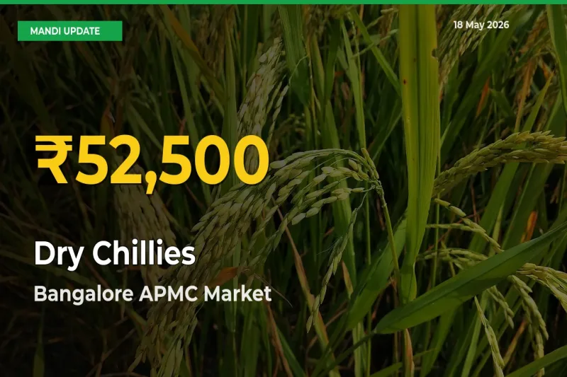 Dry Chillies Mandi Rate Surges Today in Bangalore APMC – Highest Level in 30 Days