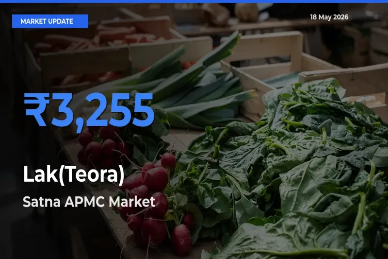 Satna APMC Leads as Top Mandi for Lak(Teora) Prices