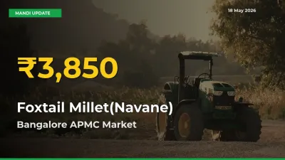 Farmers Benefit as Foxtail Millet(Navane) Rate Touches New High in Bangalore APMC