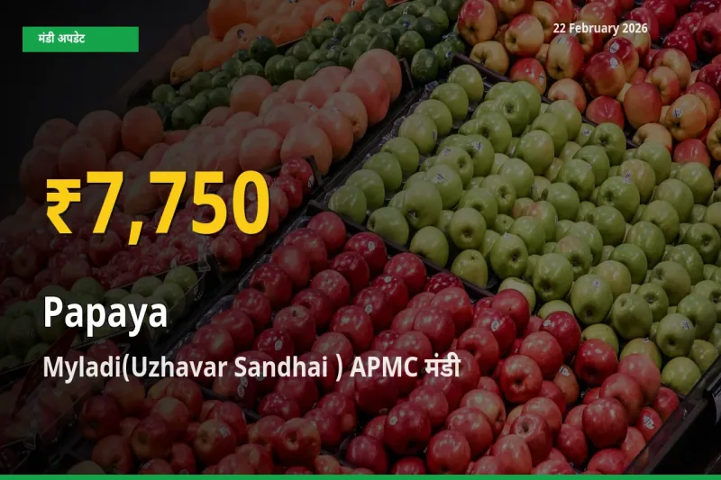 Myladi(Uzhavar Sandhai ) APMC में Papaya ₹7,750 पर पहुँचा – अब तक का उच्चतम भाव