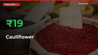 Big Rally! Cauliflower Climbs 18.54% in 24 Hours at Top Mandis